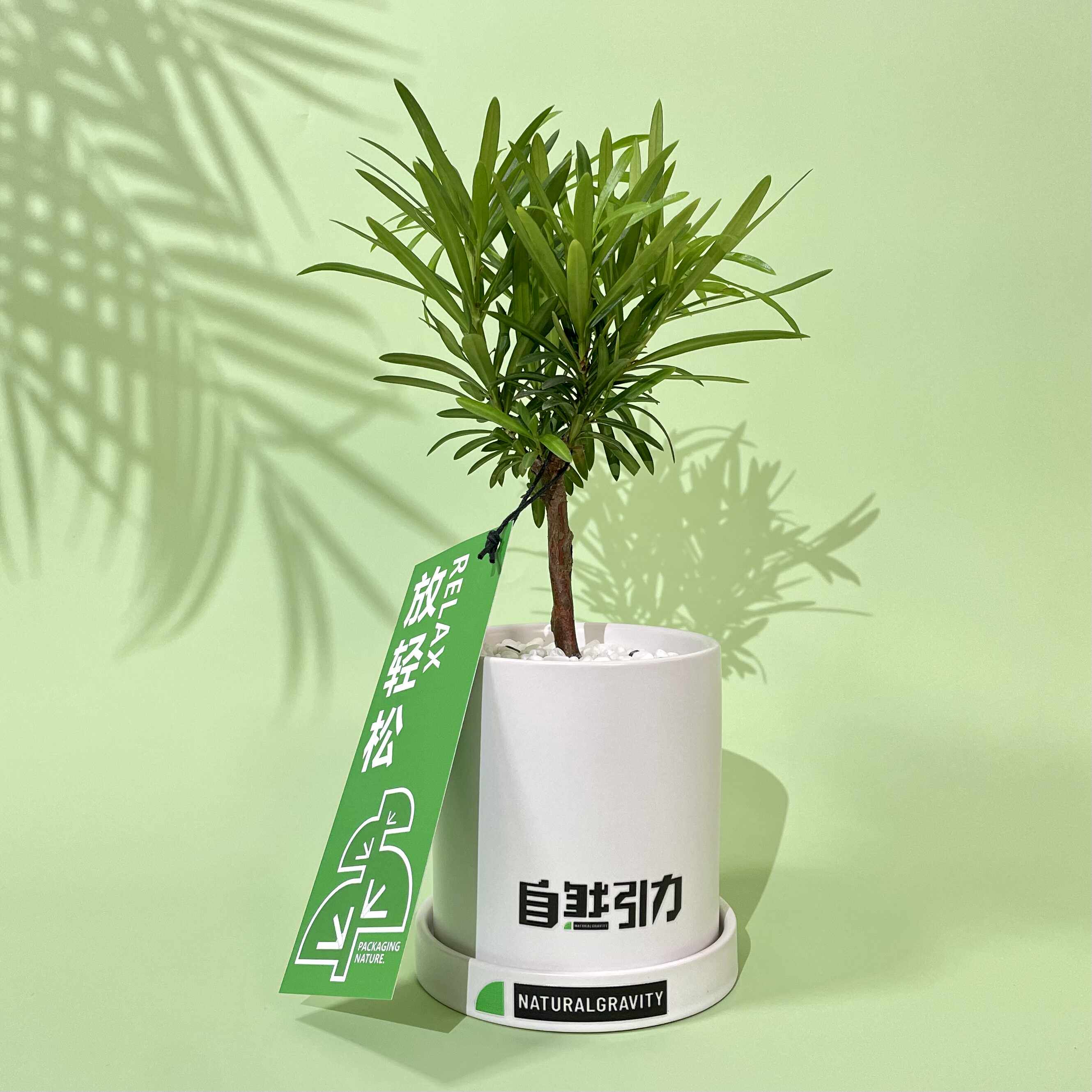 自然引力-罗汉松 书房办公桌面绿植盆栽创意摆件净化空气盆景绿植