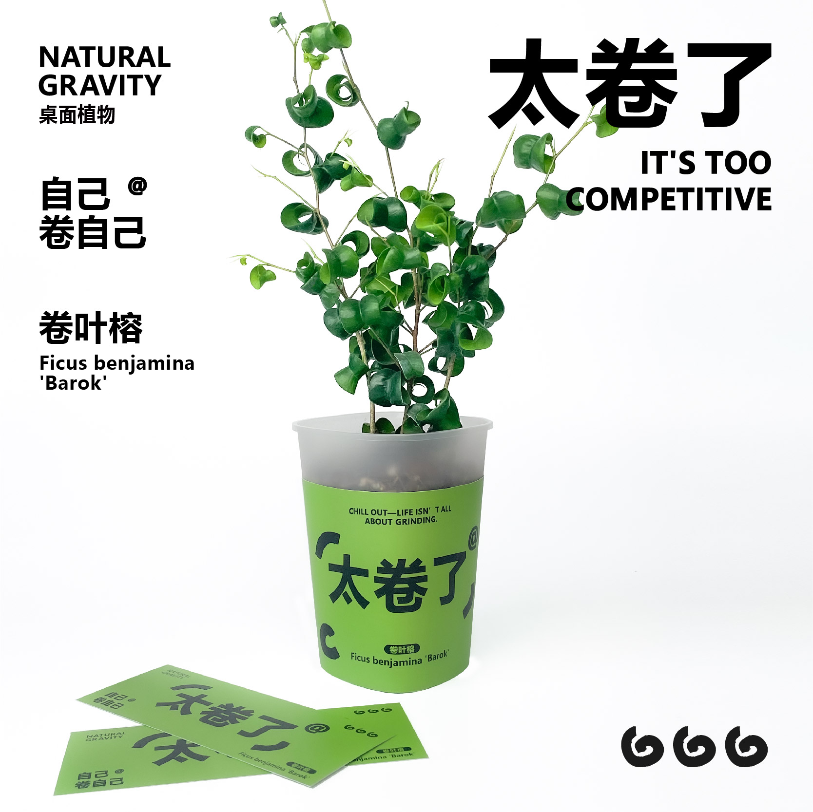 卷卷福卷叶榕植物盆栽