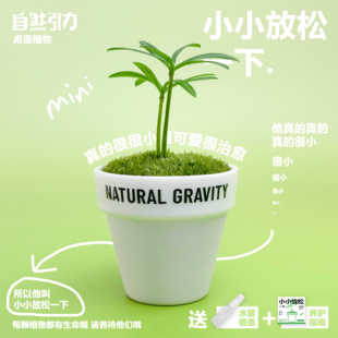 自然引力 小小放松一下办公室桌面迷你小绿植罗汉松创意可爱礼物