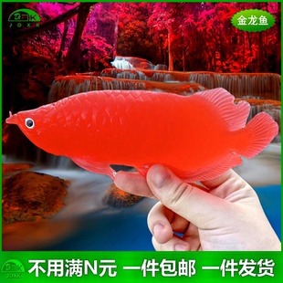 饰儿童过家家玩具鱼动物模型 软胶仿真红色金龙鱼金鱼缸戏水族箱装