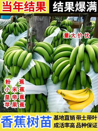耐寒香蕉树苗芭蕉树苹果蕉粉蕉盆栽矮化批量发香蕉果树苗南方种植