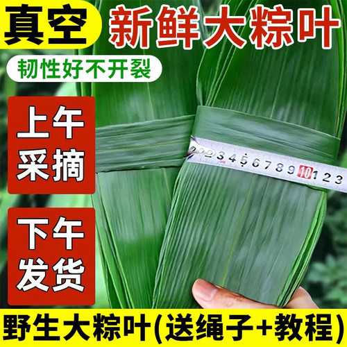 【现摘现发】新鲜粽子叶大号