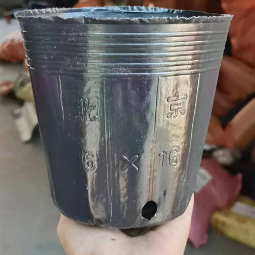 营养杯育苗杯f 育苗营养袋 加厚育苗钵  育苗盆黑色厂家直销