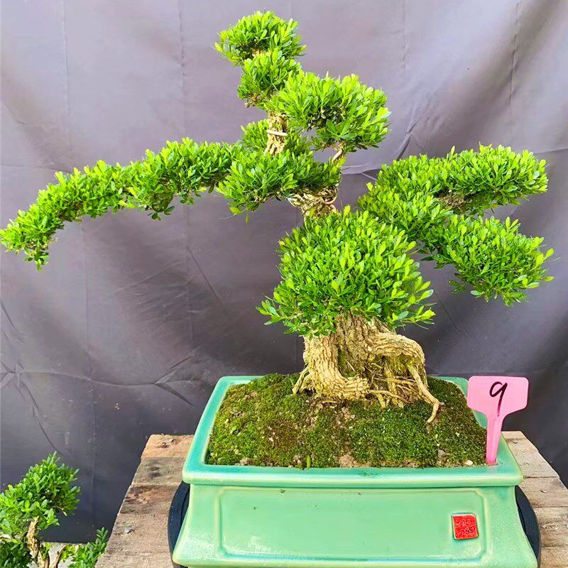 名贵黄杨造型盆景提根,悬崖款小叶雀舌黄杨绿植四季常.青客厅庭院