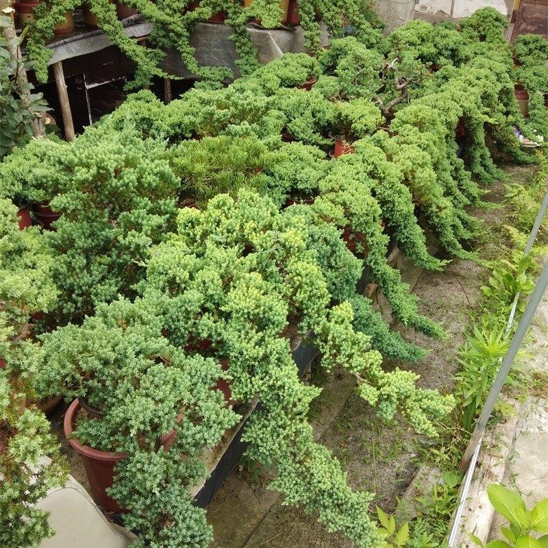 四季常青新西兰珍珠柏盆景净化空C气办公室桌面室内花卉阳台绿植,鲜花速递/花卉仿真/绿植园艺,造型盆景,淘宝优惠券,粉丝福利购,淘宝优惠卷
