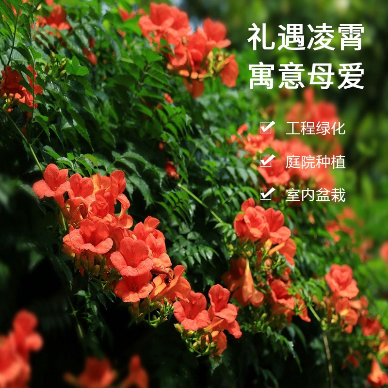 耐寒凌霄花苗爬藤k植物四季开花卉好养绿植盆栽庭院阳台炮仗花紫