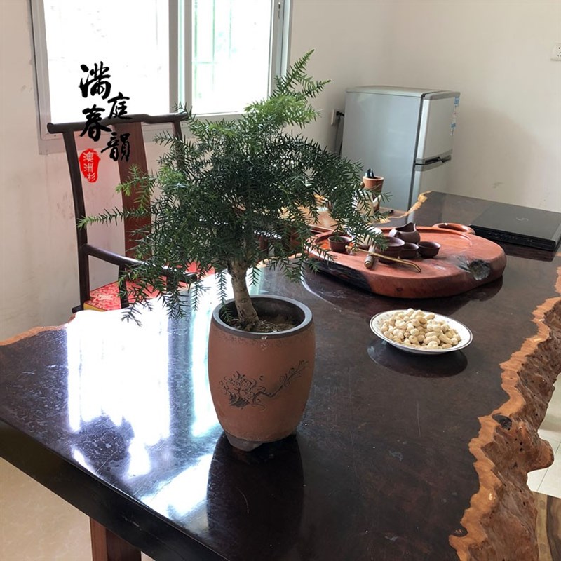澳洲杉盆景树桩桌l面庭院办公室好养造型杉微型景观室内绿植盆栽
