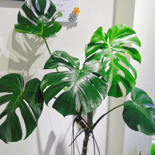 龟背竹大型室内老桩n可水培植物盆栽热带好养客厅吸甲醛大叶绿植