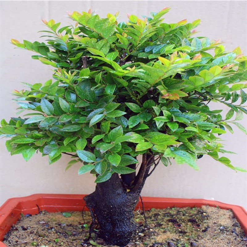 小叶紫檀c盆景老桩树桩室内客厅庭院净化空气黑檀盆栽四季好养绿
