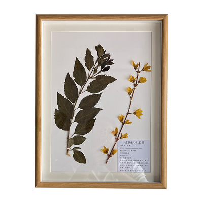 中药材原生植物标本中药装饰画框挂画纯J植物教学学校生物课素材