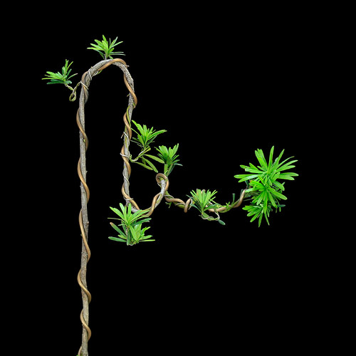 小叶雀舌罗汉松造型文p人树盆景植物室内盆栽绿植玄关软装艺术装