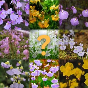 狸藻套餐新手食虫植n物盆栽小白兔狸藻海妖女苔藓雨林缸造景微景