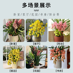 大花蕙兰盆栽带花苞室内客厅盆栽特级兰花苗盆景R春节花卉好养植