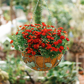 铁艺椰棕吊篮花盆两件套悬挂式 花架多肉绿萝N园艺吊盆阳台庭院装