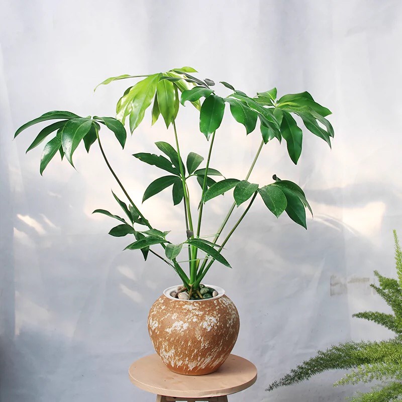 【印第安羽毛】蔓绿绒水培植物室内F盆栽办公室植物阳台绿植耐荫