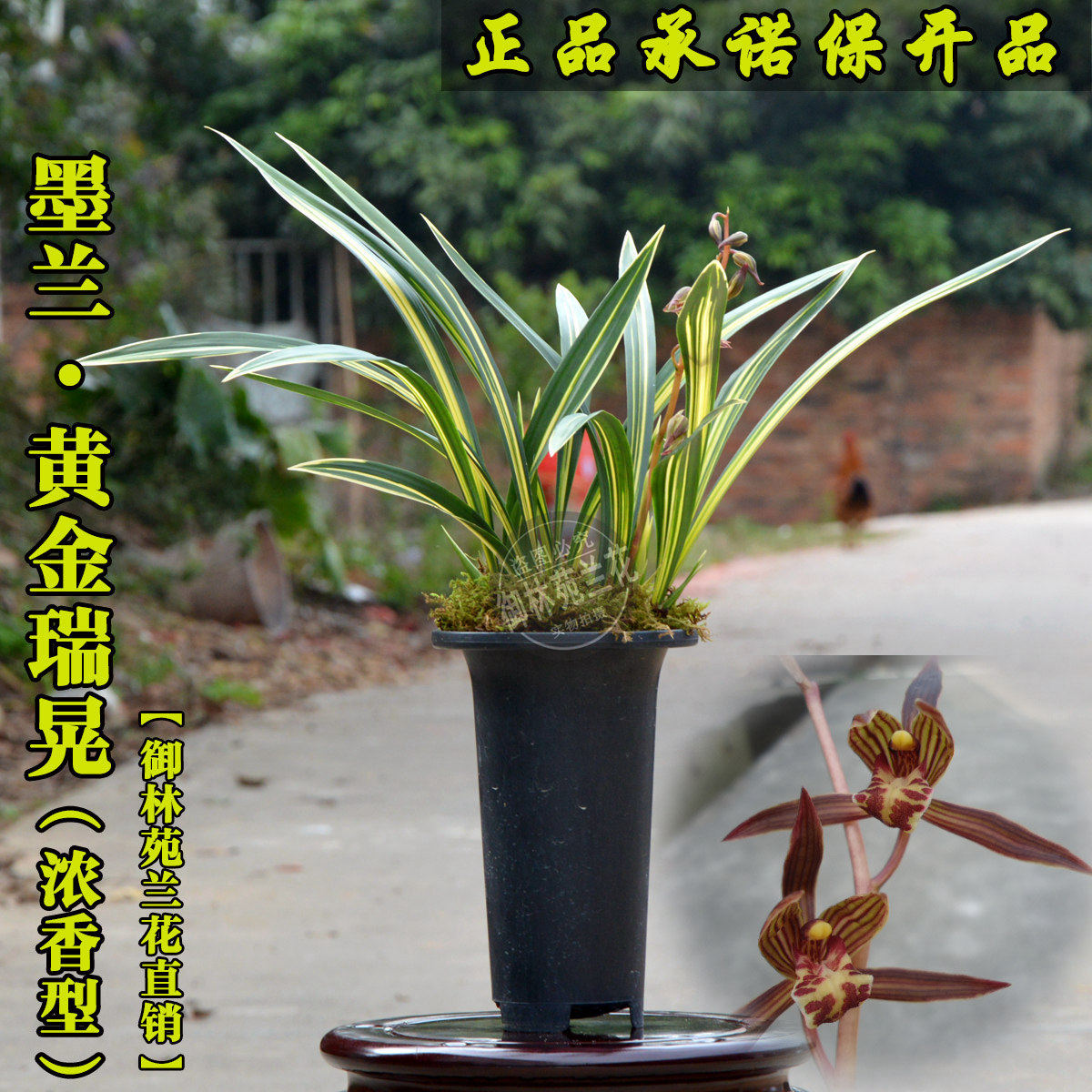 墨兰传统老品种黄金瑞晃线艺兰花苗F花期带花苞包邮浓香四季盆栽