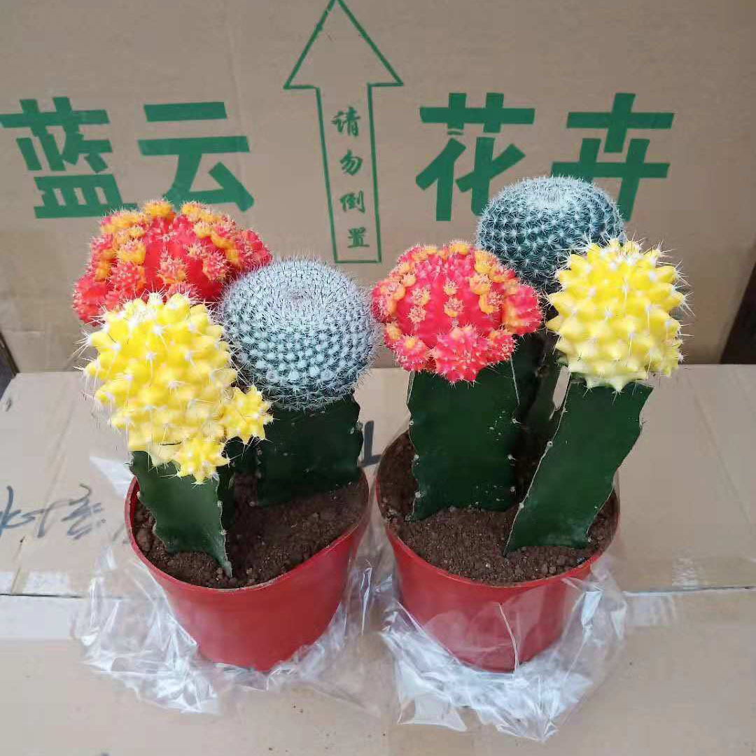 【基地直供】批发仙人球仙人掌多肉小盆栽三色球混装绿植