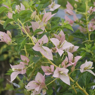 三角梅 a丝绸 暗斑婆罗洲 嫁接苗 盆栽绿植庭院阳台开花植物