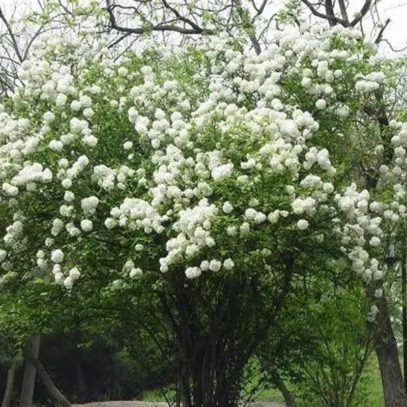 木球球麻球耐寒耐旱木本花卉灌木麻叶P绣球庭院盆栽花卉,鲜花速递/花卉仿真/绿植园艺,绣球/木绣球/木本植物,淘宝优惠券,粉丝福利购,淘宝优惠卷