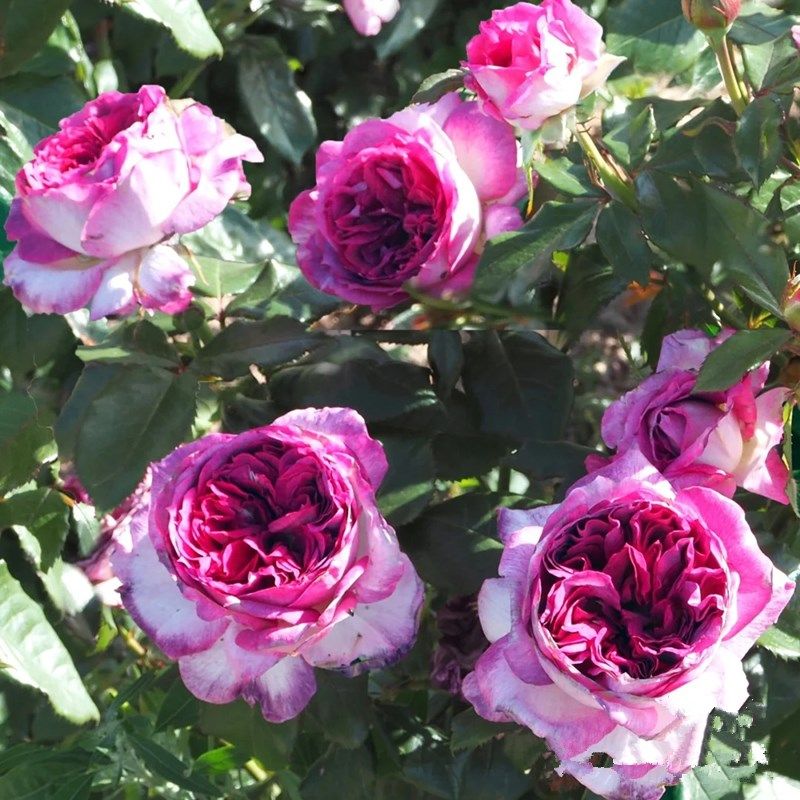 蓝莓蛋糕月季花四季浓香灌木大花苗阳台盆栽庭院地栽X切花玫瑰欧,鲜花速递/花卉仿真/绿植园艺,月季/蔷薇/玫瑰,淘宝优惠券,粉丝福利购,淘宝优惠卷