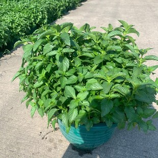 薄荷迷失香d加大盆老苗老根盆栽可食用煎牛排多年生四季常青好养
