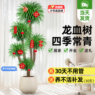 龙血树客厅绿植大型龙血树多头老桩真树盆栽室内盆景好养植物