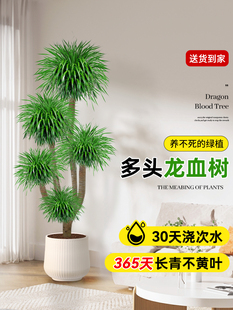 旺宅龙血树多头大号客厅办公室绿植物老桩龙须树室内大型落地盆栽