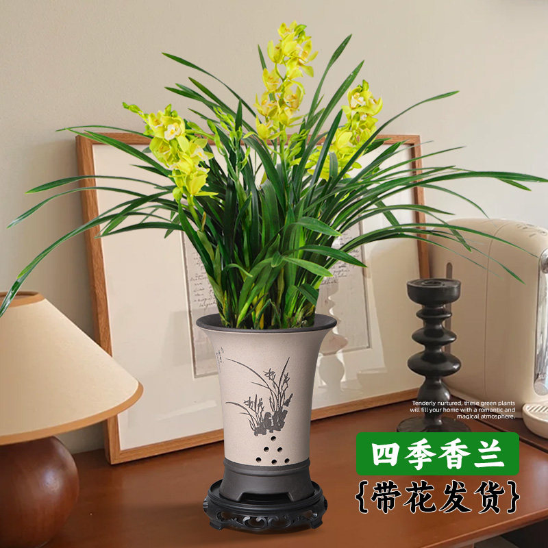 精品名贵兰花盆栽带花苞客厅室内特香四季植物花卉四季开花包成活