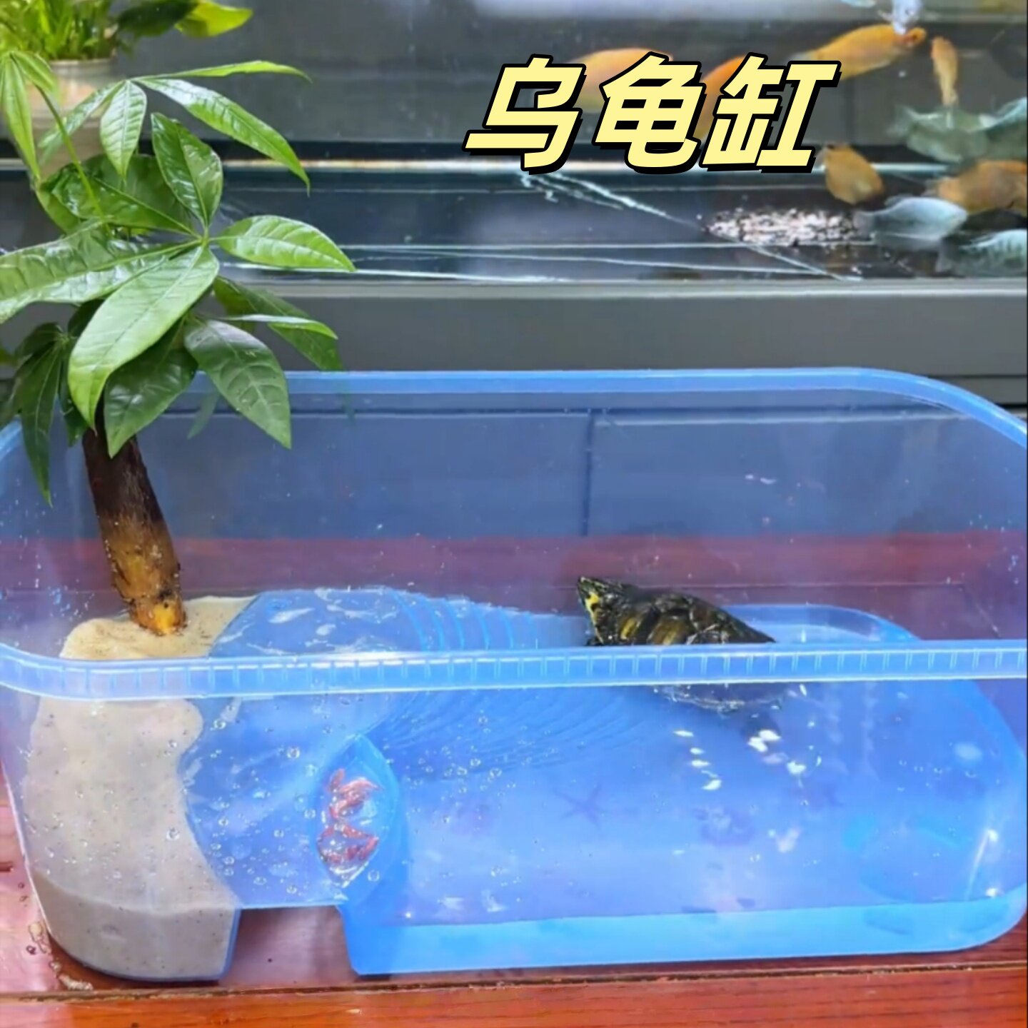 乌龟缸家用养乌龟专用缸大号爬梯水陆两栖生态缸干湿分离造景龟盆