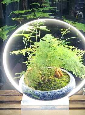 鱼缸微景观LED高亮度水族箱水草灯鱼缸照明灯节能省电迷你小型