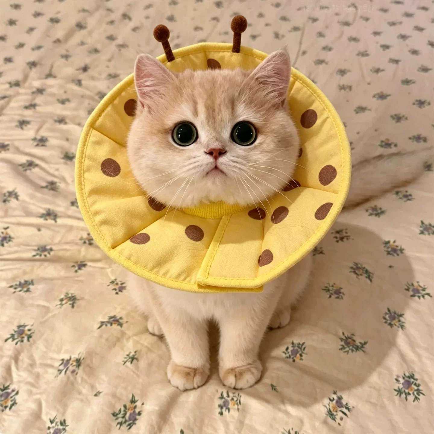 伊丽莎白圈猫咪狗狗项圈防舔驱虫搞怪脖圈可调节防抓咬绝育专用