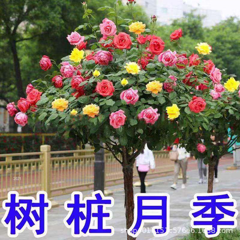独杆月树桩月季花苗大花盆树形庭院栽棒多色蔷薇玫瑰棒糖无品牌