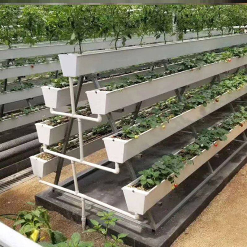 智能水培种植设备：开启现代农业新篇章