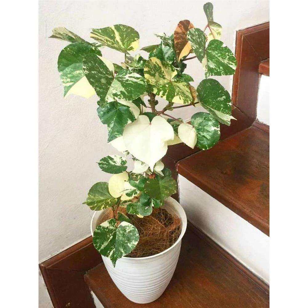 花叶黄瑾斑叶黄槿红桑hibiscustiliaceustricolor稀有绿植盆栽