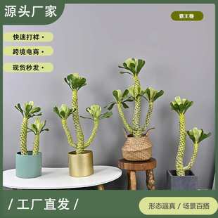 仿真霸王鞭沙生植物仙人掌沙漠造景绿植软装样板间商场橱窗霸王鞭