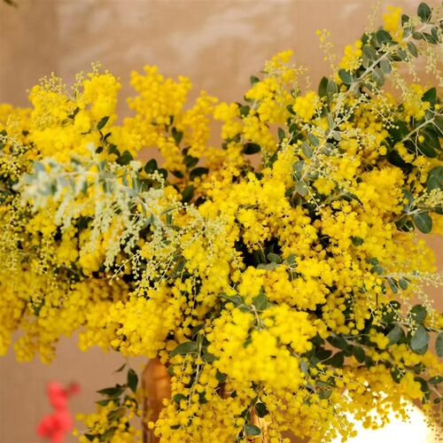 鲜花 云南直发 金合欢圣诞B花 可做干花 顺丰空运包邮