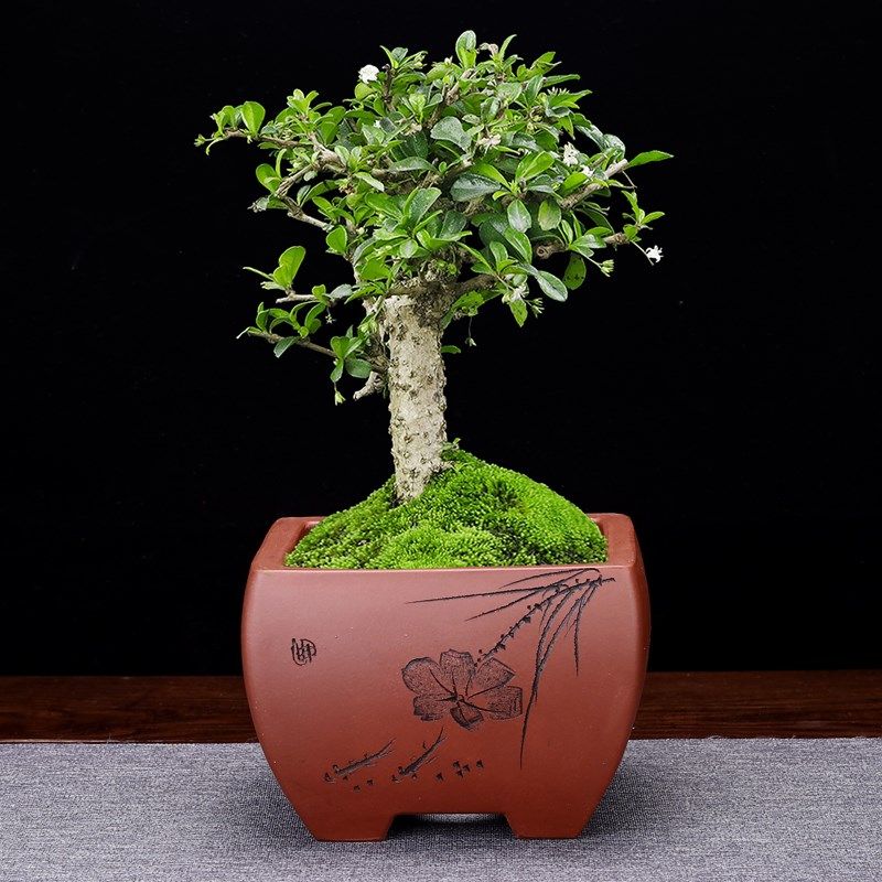 紫砂花盆四方斗盆室内多肉盆景兰草菖蒲盆栽家R居园艺跨境创意包,鲜花速递/花卉仿真/绿植园艺,花盆,淘宝优惠券,粉丝福利购,淘宝优惠卷