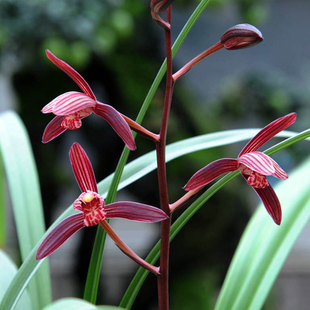 兰花苗盆栽植物室内四季兰建兰墨宝浓香好养客厅美观名Z贵花卉包