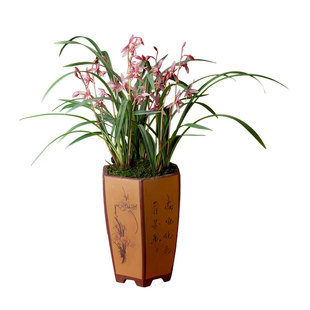 兰花带花苞建兰市长红花卉绿植盆栽F室内办公室客厅四季观花植物