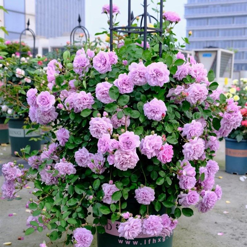 藤本月季蓝阴雨爬藤植物蔷薇藤本G大苗浅紫色玫瑰盆栽浓香庭,鲜花速递/花卉仿真/绿植园艺,月季/蔷薇/玫瑰,淘宝优惠券,粉丝福利购,淘宝优惠卷