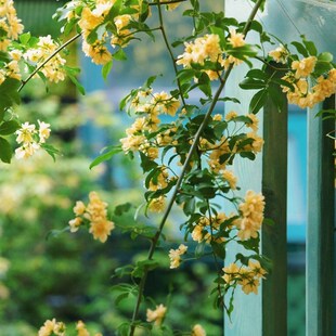 多年生攀援爬藤月季蔷薇黄木香花苗浓香庭L院别墅花园露台拱门植