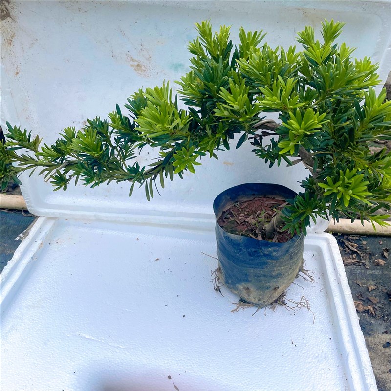 小叶贵妃罗汉松苗四季常绿贵妃罗汉松F悬崖式造型盆景阳台楼顶园