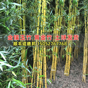 庭院植物竹子苗金镶玉竹黄金v竹盆栽绿植四季常绿景观竹室外绿化
