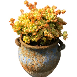 超大劳尔老桩 开k花带香味型巨型多肉大盆美观防辐射净化空气盆栽