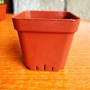 多肉植物组合花盆肉肉种植小方杯 多肉小K黑方盆 育苗盆塑料杯包