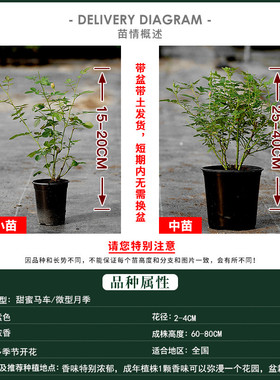 1加仑虞城园艺 微q型月季甜蜜马车紫色浓香勤花丰花四季开花