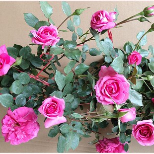 大游行蔷薇花苗藤本m月季庭院爬藤植物花卉阳台盆栽玫瑰苗四季开