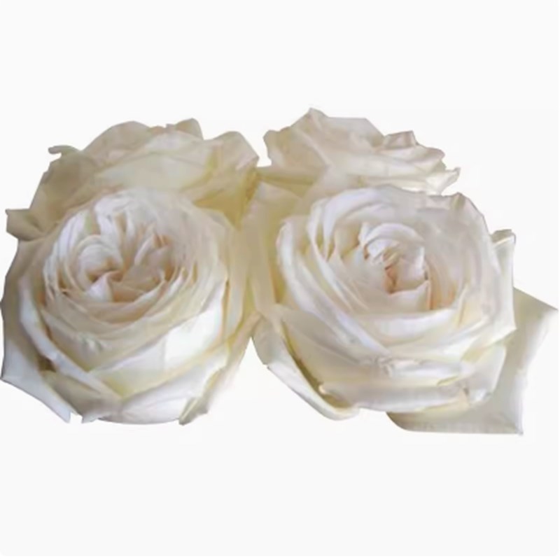 浓浓香珍妮莫罗月季花苗四季开特大花香珍妮莫罗月季花Z苗四季开