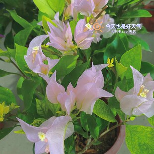 三角梅带花金k夫人四季开花老桩爬藤庭院植物