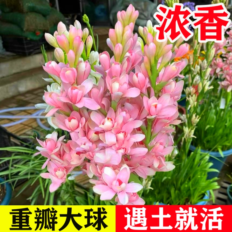 晚香玉种球重瓣大花球根夜来香浓香型多年生切花庭院阳台盆栽花卉